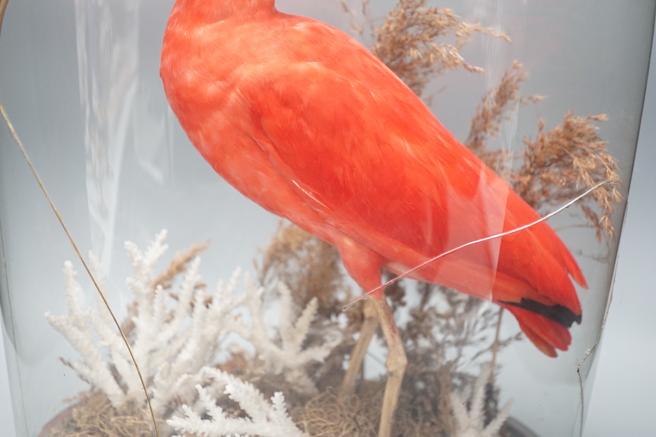 A 19th century taxidermic scarlet ibis, cracked glass dome 53cm